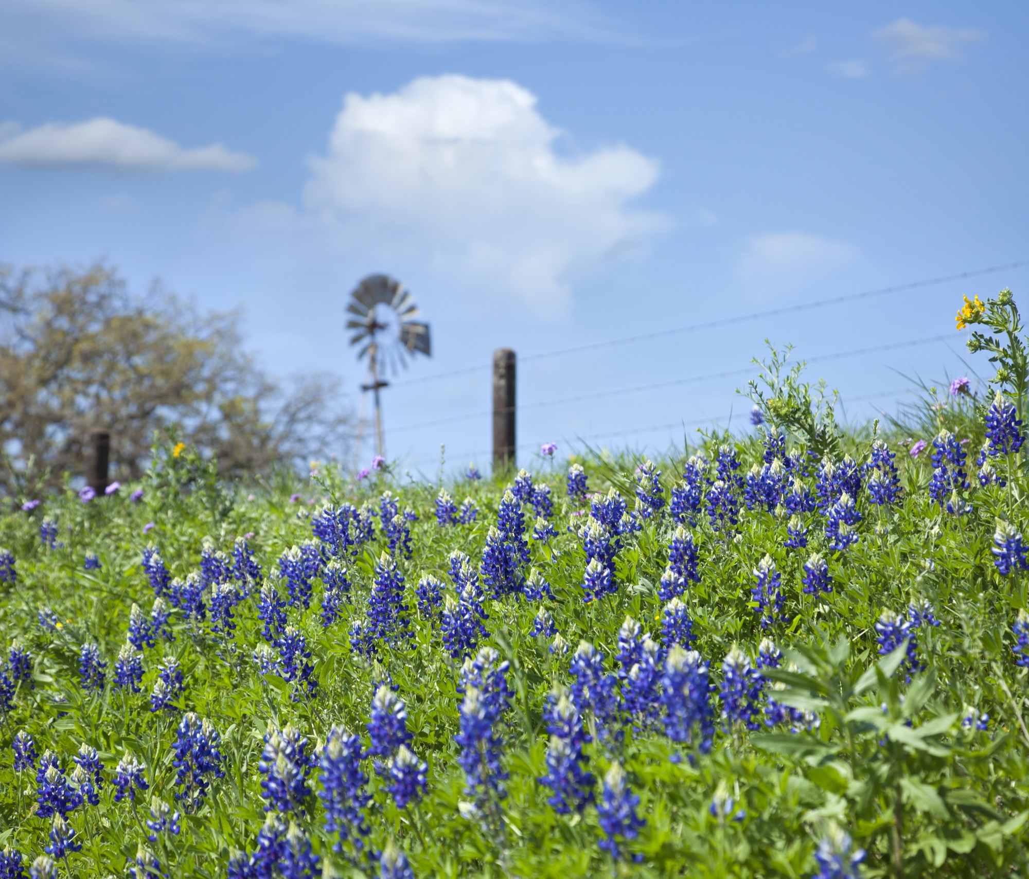 Boerne