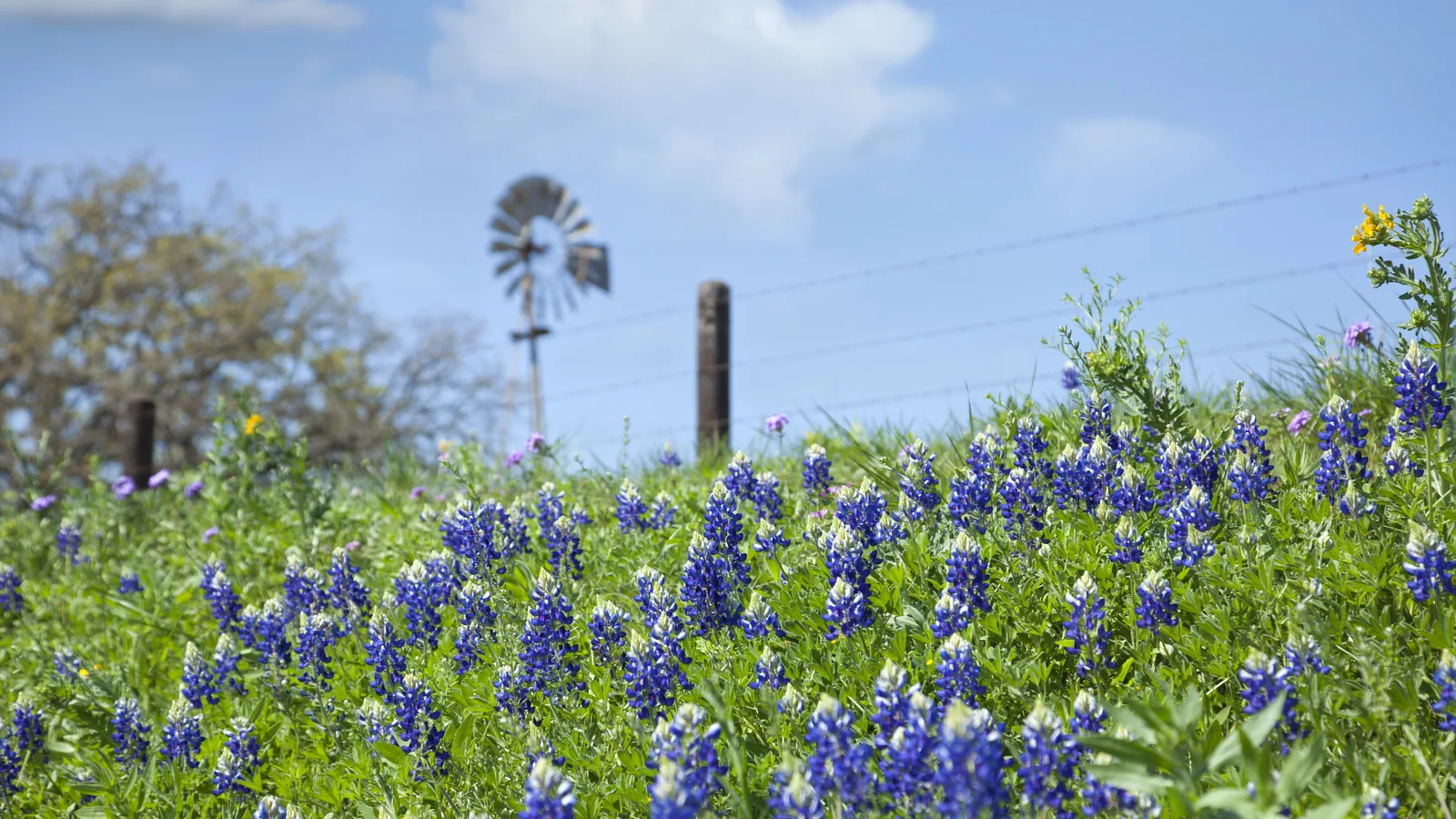 Texas Hill Country land with bluebonnets, evaluated for building by Dynamic Custom Homes